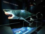 Выставка «Мир акул. Глубокое погружение»