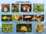 Описание съедобных лесных грибов и советы по обращению с ними