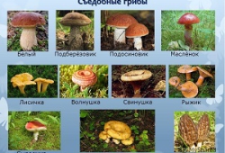 Описание съедобных лесных грибов и советы по обращению с ними