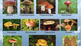 Описание съедобных лесных грибов и советы по обращению с ними
